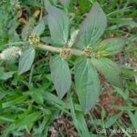 Euphorbia hirta L.